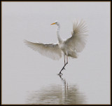 Grote Zilver Reiger - Great White Egret