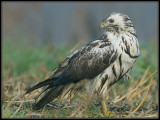 Buizerd - Buzzard