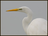 Grote Zilver Reiger - Great White Egret