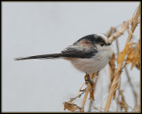 Staartmees -  Long-tailed Tit