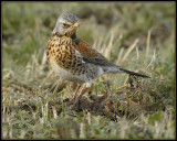 Kramsvogel - Fieldfare