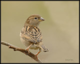 Huismus - House Sparrow