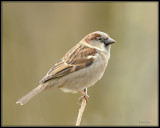 Huismus - House Sparrow