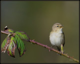 Tjiftjaf - Chiffchaff