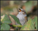 Heggenmus -  Dunnock (Hedgesparrow)