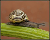 Gewone tuinslak - Grove snail