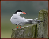 Visdief - Common Tern