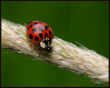 Harlequin Ladybird