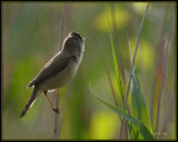 Kleine Karekiet -  Reed warbler