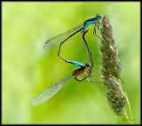 Variabele Waterjuffer -  Variable Damselfly