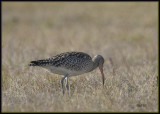 Regenwulp - Whimbrel