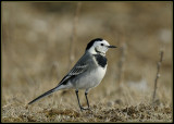 Kwikstaart - White Wagtail