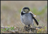 Kwikstaart - White Wagtail