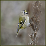 Goudhaan -  Goldcrest