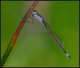 Lantaarntje - Blue Tailed  Damselfly