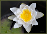 Waterlelie - Waterlily