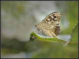 Bont zandoogje - Speckled wood