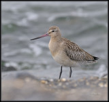 Rosse grutto - Bar-tailed Godwit