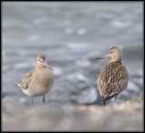 Rosse grutto - Bar-tailed Godwit