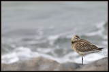 Rosse grutto - Bar-tailed Godwit