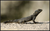 Hardoen - Agama Lizard