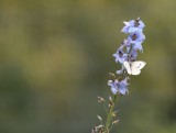 klein koolwitje - Pieris rapae