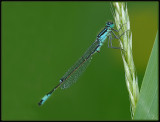 Lantaarntje - Blue Tailed  Damselfly