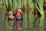 Mandarin Duck