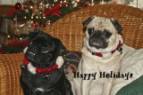 Happy Holidays from Barnum and Ms. Bailey Bentwhiskers...
