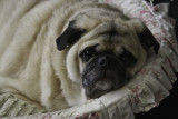 Barnum in his girly bed.