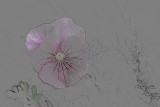 Pansy