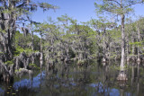 Caddo Lake, Texas
