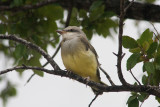 The babies are beginning to leave the nest.
