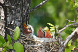 Baby Kingbirds