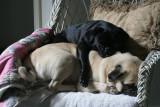 Best Buds...
