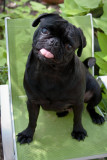 Miss Mollie