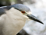 Bihorau Gris - Black Crowned Night-Heron - 003