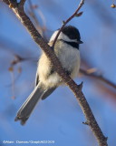 Msange  tte noire - Black Capped Chickadee