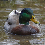 Canard Colvert Mle - Male Mallard Duck