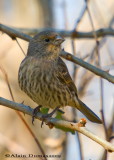 Roselin(Forme Jaune) - House Finch(Yellow Species)