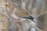 Tourterelle - Mourning Dove