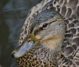 Canard Colvert Femelle - Female Mallard Duck