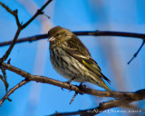 Tarin des Pins - Pine Siskin