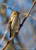 Tarin des Pins - Pine Siskin