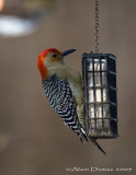 Pic  ventre roux Mle - Male Red-Bellied Woodpecker - 003