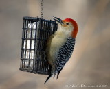 Pic  ventre roux Mle - Male Red-Bellied Woodpecker - 006