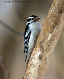 Pic Mineur - Downy Woodpecker