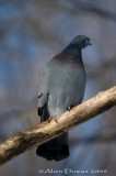 Pigeon Biset - Rock Dove