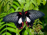 Papilio Rumanzovia 001