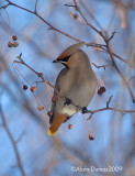 Jaseur Boral - Bohemian Waxwing